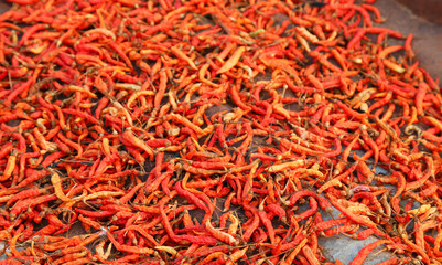 Fototapeta premium Closeup of organic red ripe chili drying under sunlight. 
