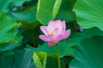 lotus in the pond with green leaf