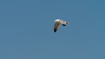 Seagull flying isolated on blue sky background, wings open widely.