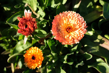 鮮やかな色の花を咲かせるキンセンカ