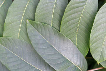 Large green leaves. Natural background.