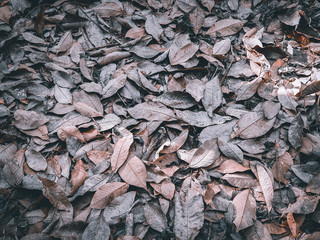 The leaves of the rubber tree has fallen on the ground.