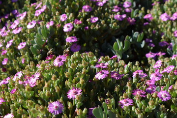 Obraz premium purple flowers in the garden