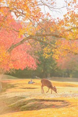 奈良公園　朝日の飛火野と鹿　縦位置