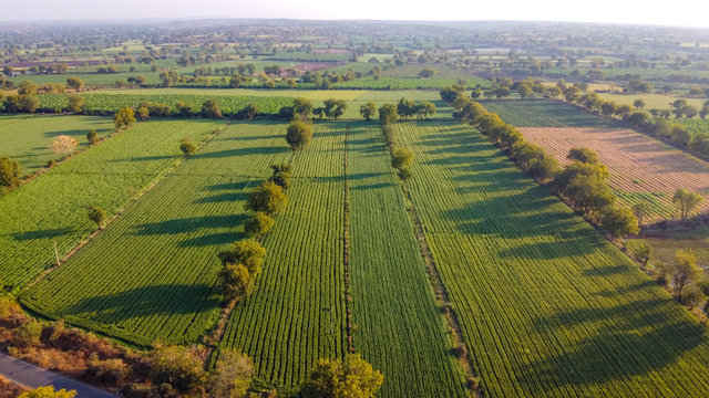 Ariel Top View Of Agriculture Field 