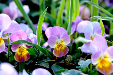 鮮やかな紫色が美しいパンジーの花