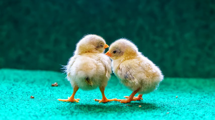 The yellow serama chicks on a artificial grass background.