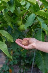Naklejka na ściany i meble Peeled walnut in a female hand on a background of wood with ripe green hanging nuts.