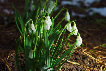 White snowdrops in the forest on a natural background