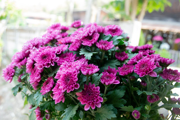 Fototapeta na wymiar Purple flowers blooming in the flower buds.