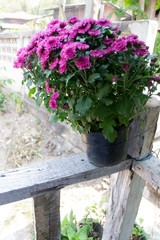 Purple flowers blooming in the flower buds.