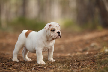 Cute English bulldog puppy of red and white color on a walk in the woods. Place for the inscription. Concept: veterinary medicine, breed, dog care.