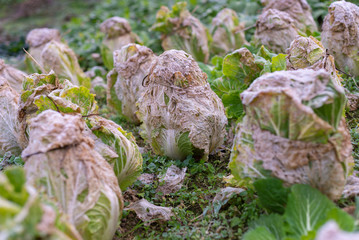 frozen cabbage in the garden