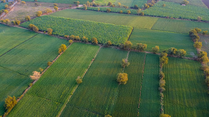 Ariel top view of agriculture field 