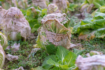 frozen cabbage in the garden