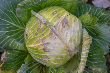 frozen cabbage in the garden