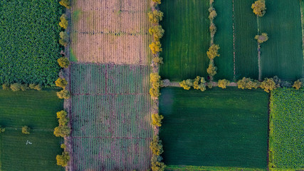 Ariel top view of agriculture field 