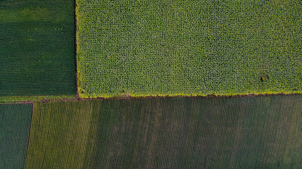 Ariel top view of agriculture field 