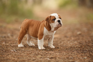 Obraz premium Cute English bulldog puppy of red and white color on a walk in the woods. Place for the inscription. Concept: veterinary medicine, breed, dog care.