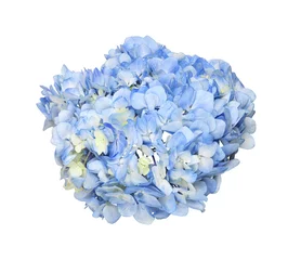 Foto auf Leinwand Blaue Hortensienblüte © Ortis