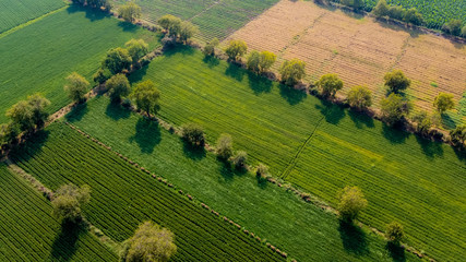 Ariel top view of agriculture field 