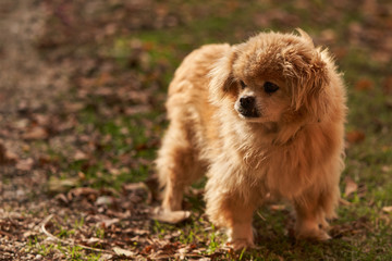 Brown shaggy dog looking expectantly