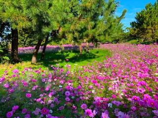 尼崎のコスモス、髭の渡し