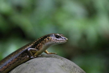 The lovely lizard looks on the stone