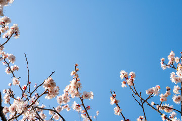 梅の花 Japanese apricot tree (Ume) in full bloom.