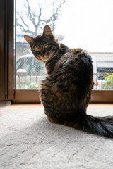 American short hair mix cat relaxing in living room.