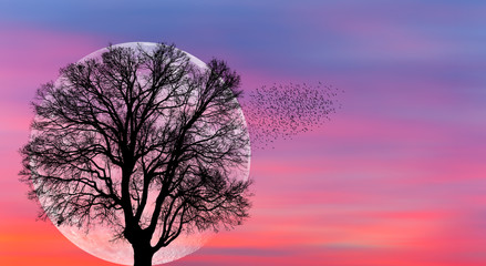Fototapeta na wymiar Silhouette of lone tree with moon with full moon 