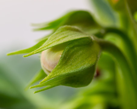 White Flower Bud As Background