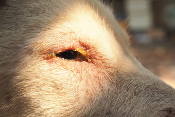 A little dog Serious disease, Canine Distemper Virus, Zoom Macro.