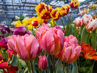 Obraz premium colorful tulips in the garden