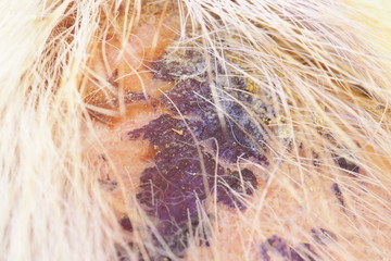A little dog Serious disease, Canine Distemper Virus, Zoom Macro.