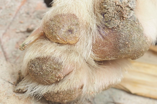 Distemper paw pads cheap