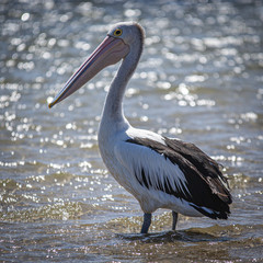 Australian Pelican
