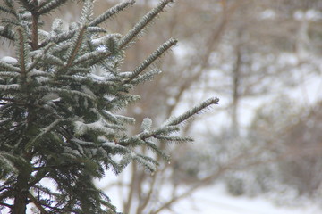 branches covered with snow