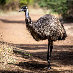 Vakantie Australie 2020.Tower Hill