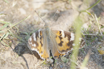 butterfly on the grass