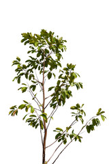 green tree branch isolated on white background