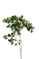 green tree branch isolated on white background