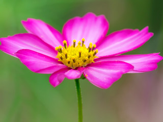 Obraz premium コスモス cosmos 2