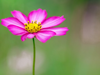 コスモス cosmos 1