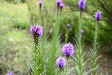 Colseup liatris elegans known as pinkscale gayfeather with blurred background in summer garden