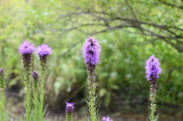 Colseup liatris elegans known as pinkscale gayfeather with blurred background in summer garden