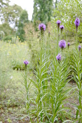 Colseup liatris elegans known as pinkscale gayfeather with blurred background in summer garden