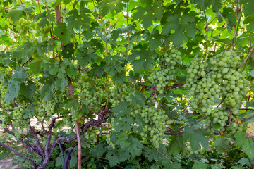 A lot of green grapes ripen on the branches. Small family owned vineyard