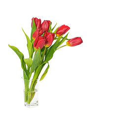 Bouquet of red tulips. Isolated on a white.