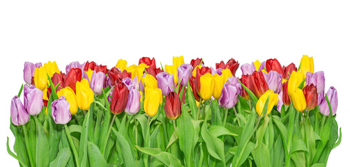 Growing yellow, lilac, red tulips isolated on white.